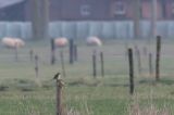 20140119_Bruine klauwier_Netterden_01